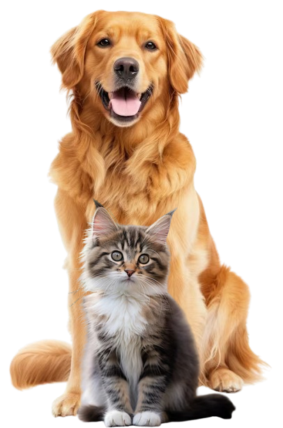PetCareSoft CMS dashboard